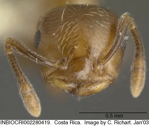 Crematogaster crucis - INBIOCRI002280419