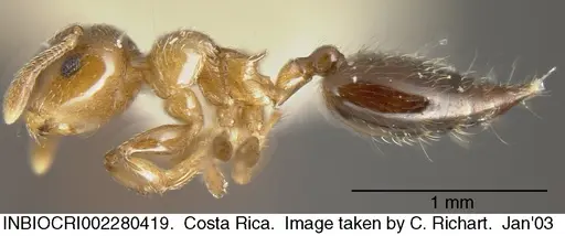 Crematogaster crucis - INBIOCRI002280419