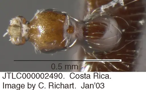 Crematogaster crucis - JTLC000002490
