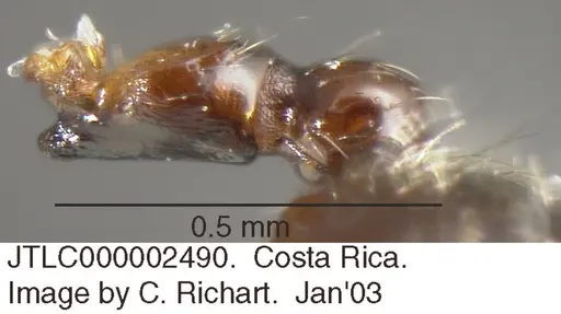 Crematogaster crucis - JTLC000002490