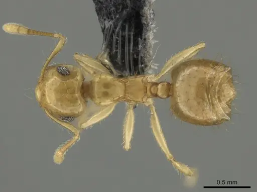 Crematogaster cubaensis specimen