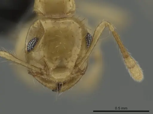 Crematogaster cubaensis specimen