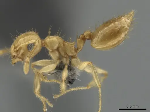 Crematogaster cubaensis specimen