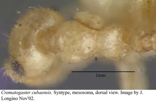Crematogaster cubaensis - JTLC000003132
