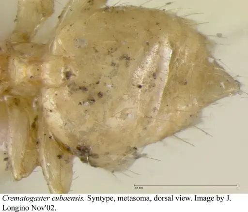 Crematogaster cubaensis - JTLC000003132
