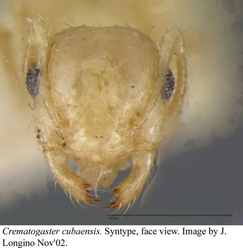 Crematogaster cubaensis - JTLC000003132