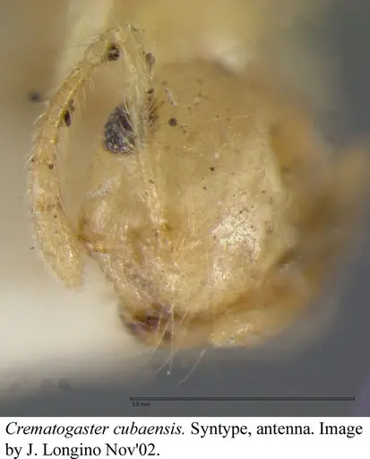 Crematogaster cubaensis - JTLC000003132
