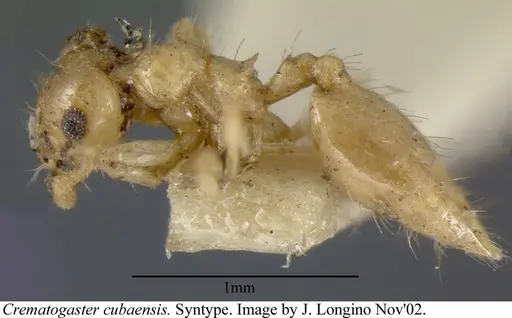 Crematogaster cubaensis - JTLC000003132