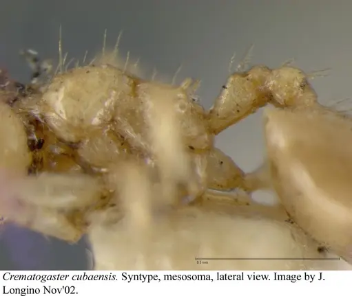 Crematogaster cubaensis - JTLC000003132