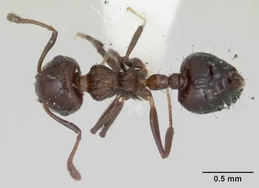 Crematogaster curvispinosa specimen