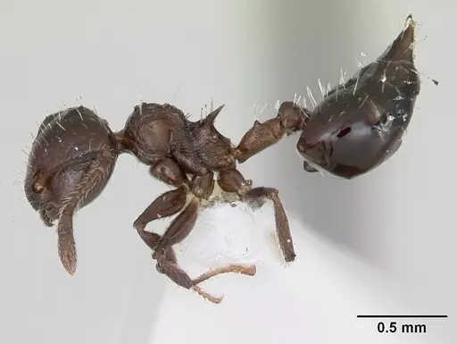 Crematogaster curvispinosa specimen