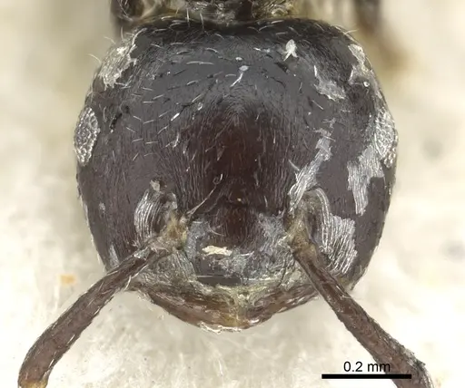 Crematogaster cuvierae specimen