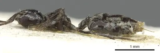 Crematogaster cuvierae specimen