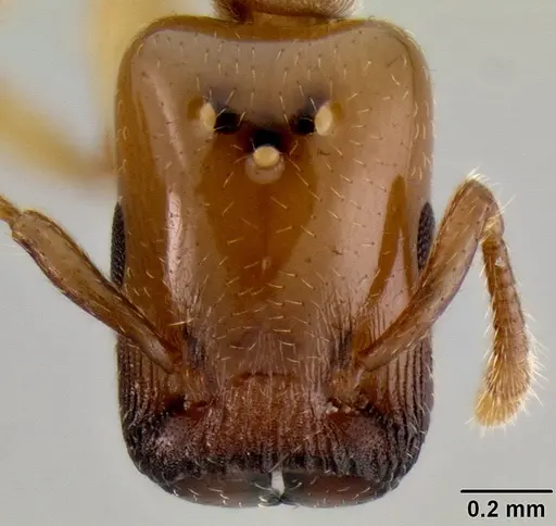 Crematogaster cylindriceps specimen