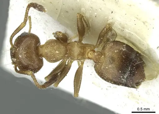 Crematogaster cypria specimen