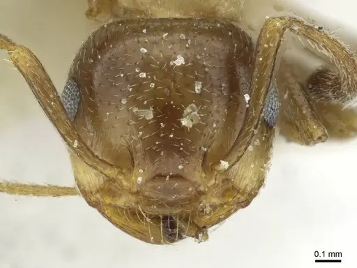 Crematogaster cypria specimen