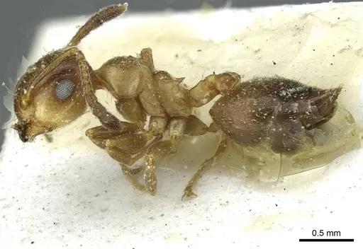Crematogaster cypria specimen