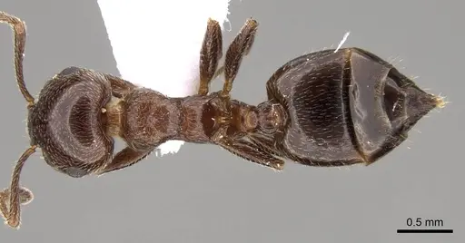 Crematogaster cypria - CASENT0914410