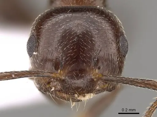 Crematogaster cypria - CASENT0914410