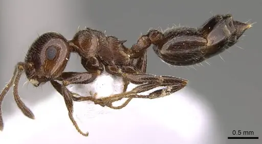 Crematogaster cypria - CASENT0914410