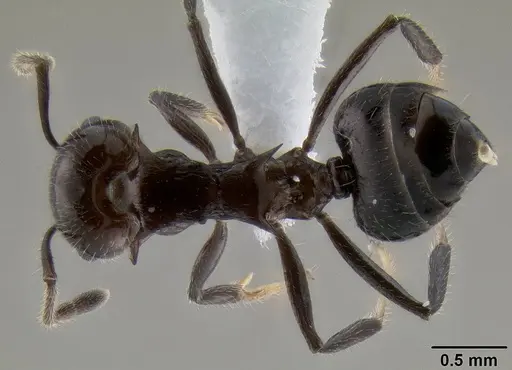 Crematogaster dahlii specimen