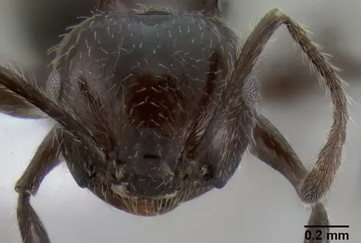 Crematogaster dahlii specimen