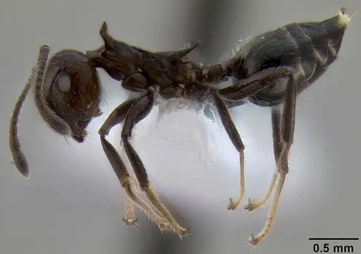 Crematogaster dahlii - CASENT0193602