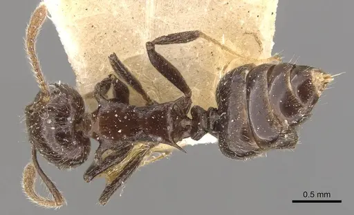 Crematogaster dahlii - CASENT0908463