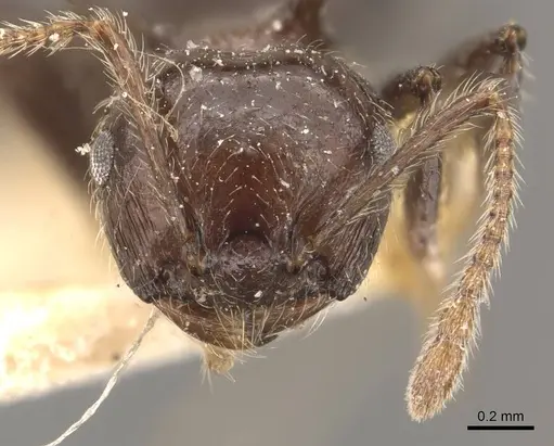 Crematogaster dahlii - CASENT0908463
