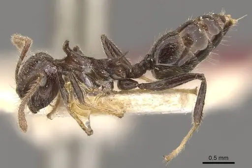 Crematogaster dahlii - CASENT0908463
