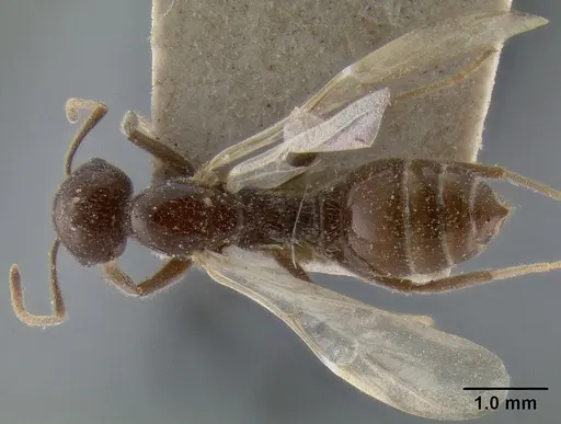 Crematogaster daisyi specimen