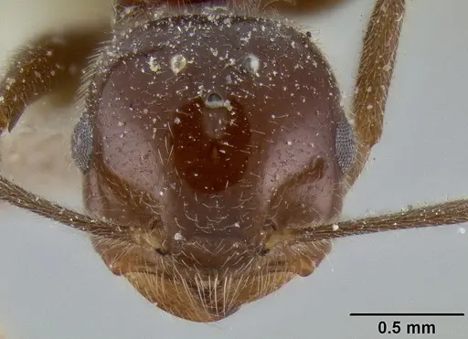 Crematogaster daisyi specimen