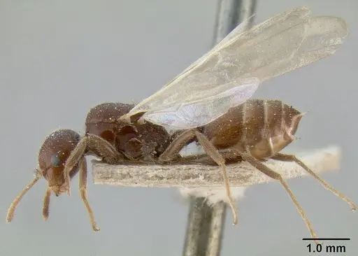 Crematogaster daisyi specimen