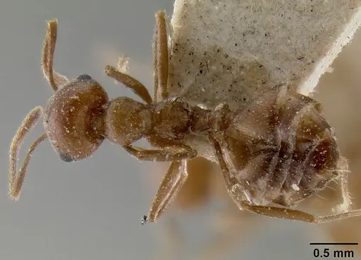 Crematogaster daisyi - CASENT0193634