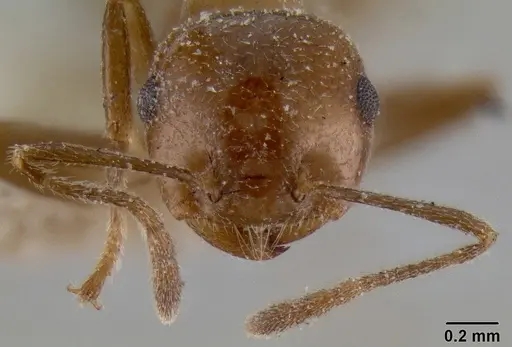 Crematogaster daisyi - CASENT0193634