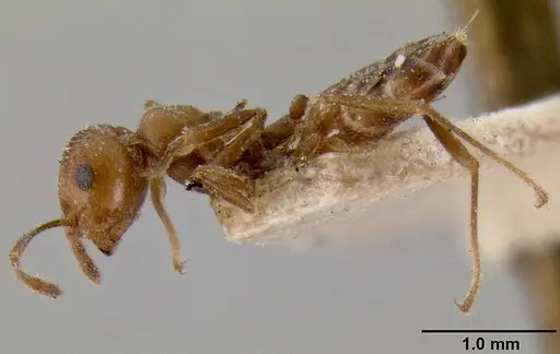Crematogaster daisyi - CASENT0193634