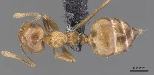 Crematogaster daisyi - CASENT0902114