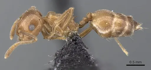 Crematogaster daisyi - CASENT0902114