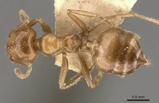 Crematogaster daisyi - CASENT0908644