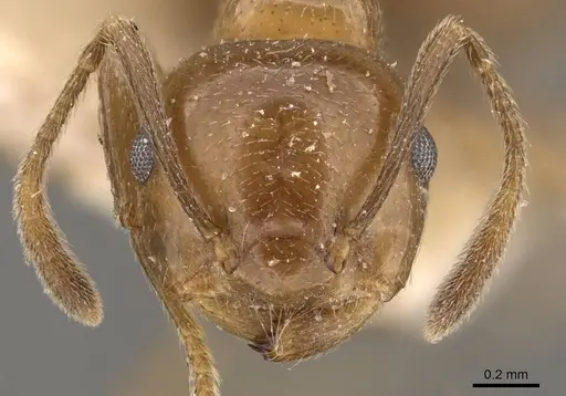 Crematogaster daisyi - CASENT0908644