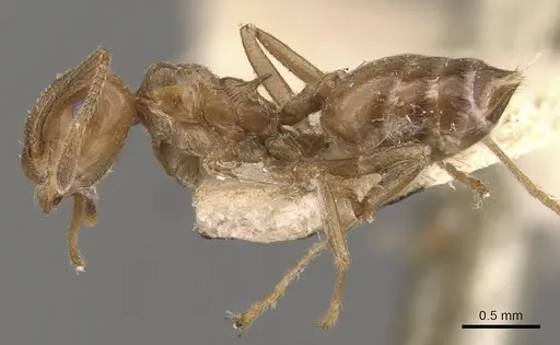Crematogaster daisyi - CASENT0908644