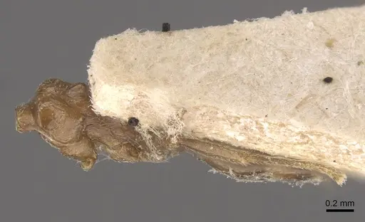 Crematogaster daisyi - CASENT0917805
