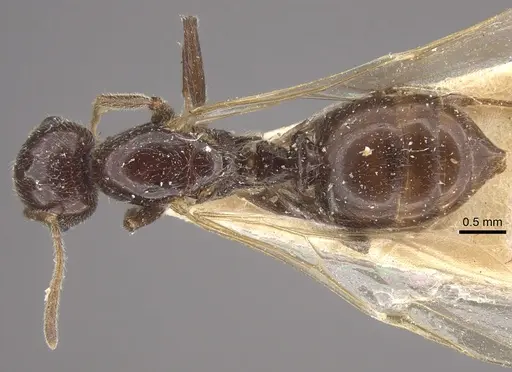 Crematogaster daisyi - CASENT0917806