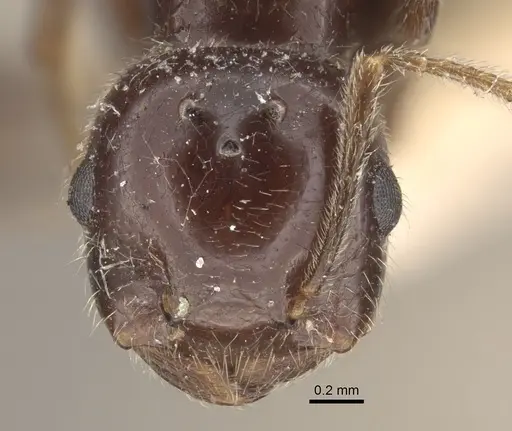Crematogaster daisyi - CASENT0917806