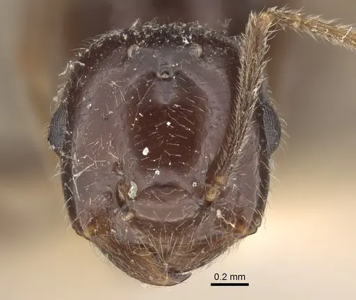 Crematogaster daisyi - CASENT0917806