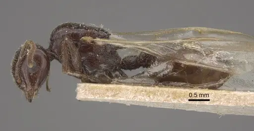 Crematogaster daisyi - CASENT0917806