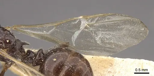 Crematogaster daisyi - CASENT0917806