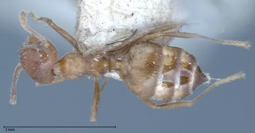 Crematogaster daisyi - FOCOL0062-1