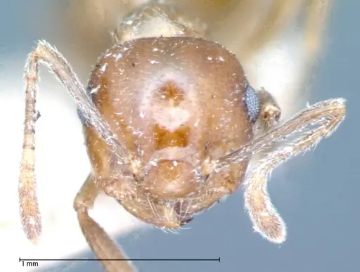 Crematogaster daisyi - FOCOL0062-1