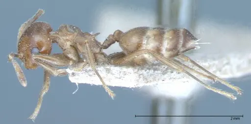 Crematogaster daisyi - FOCOL0062-1
